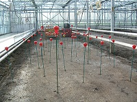 Tomates, installation serre 2007