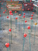 Tomates, installation serre 2007